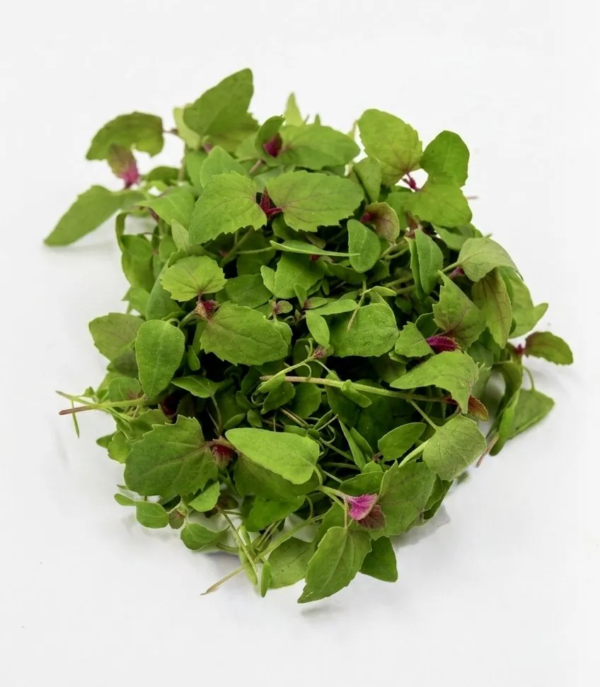 Erba Spontanea Amaranto Rosa