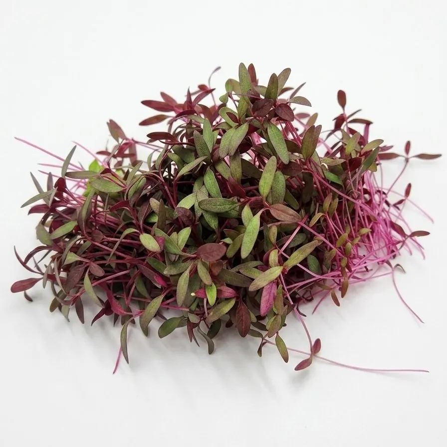 Microgreen Amaranto Rosso