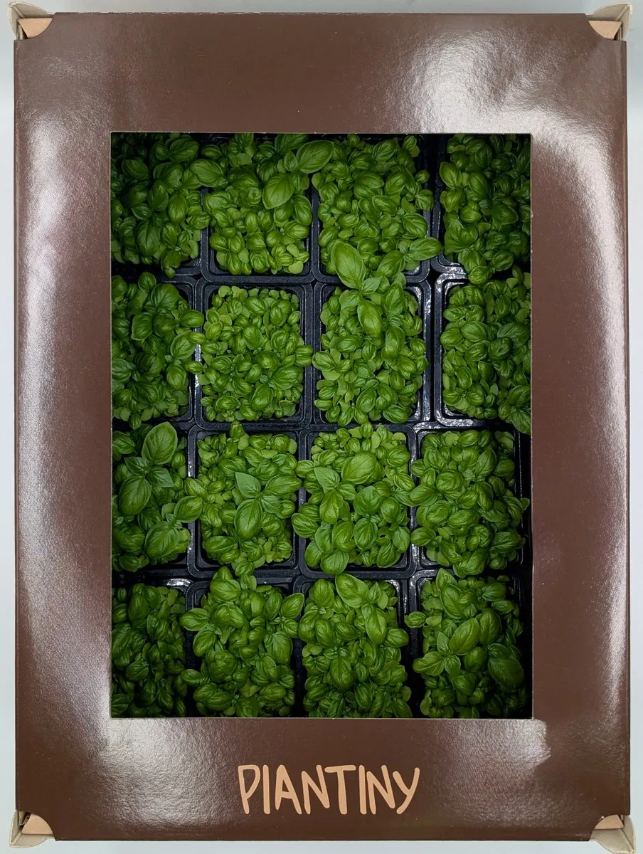 Microgreen Basilico