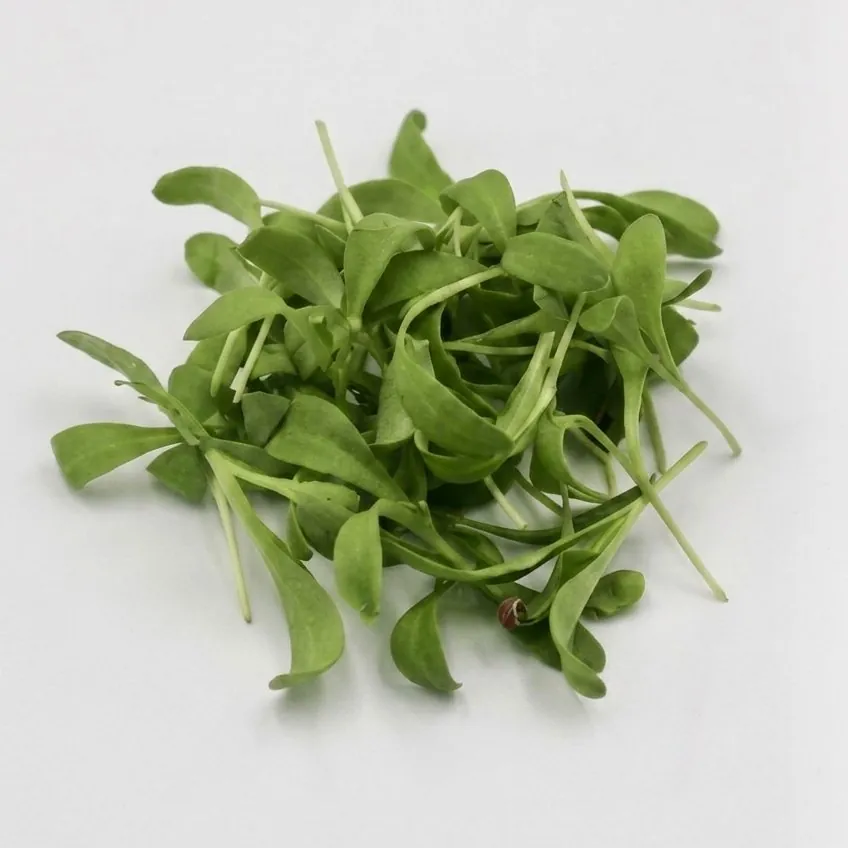 Microgreen Calendula