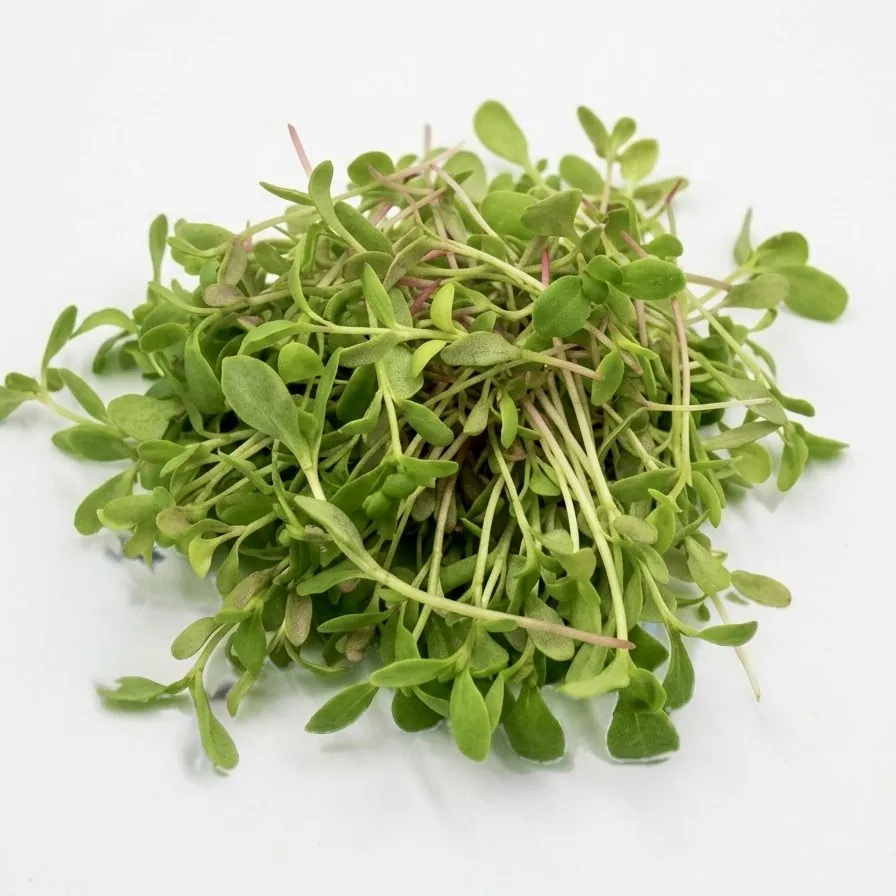 Microgreen Coriandolo