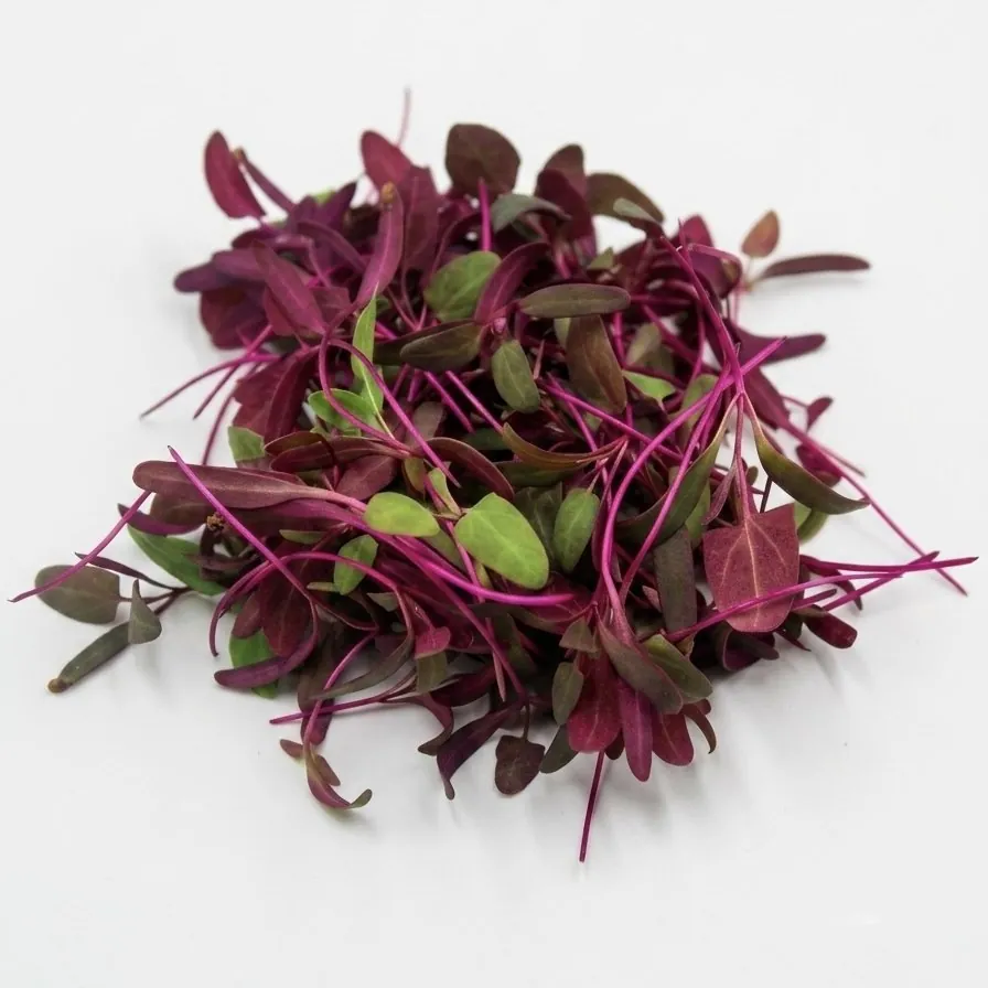 Erba Spontanea Spinacio Rosso